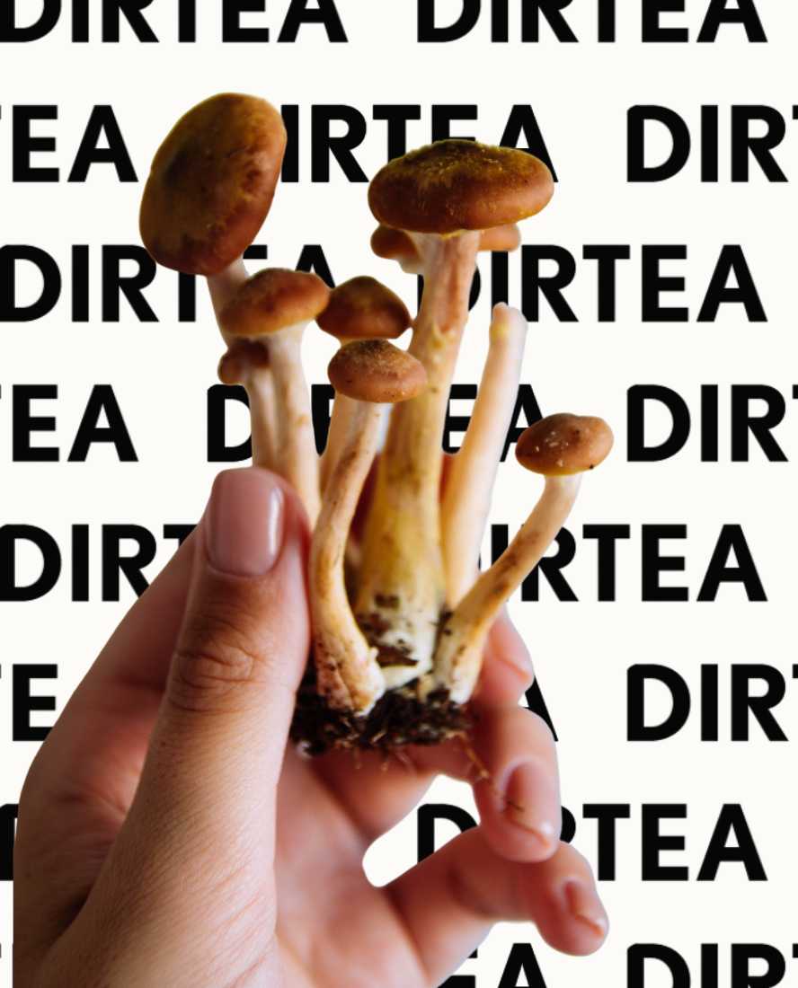 Mushrooms 101 with DIRTEA Dandy